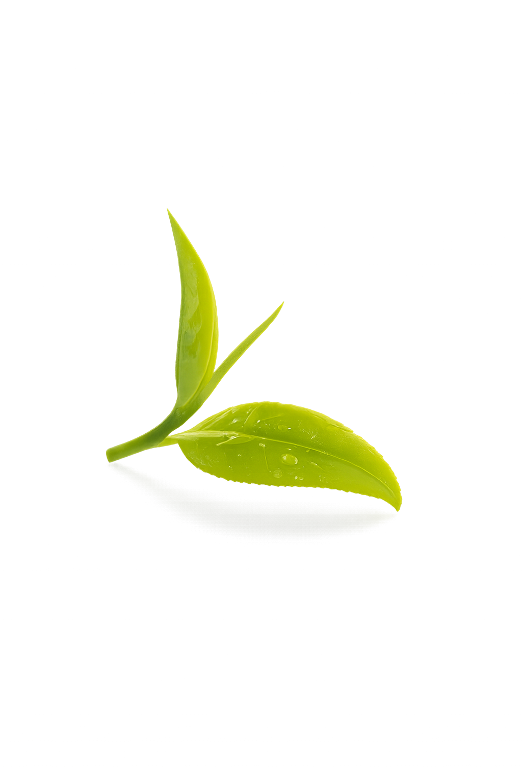 Tea Leaves Doodle